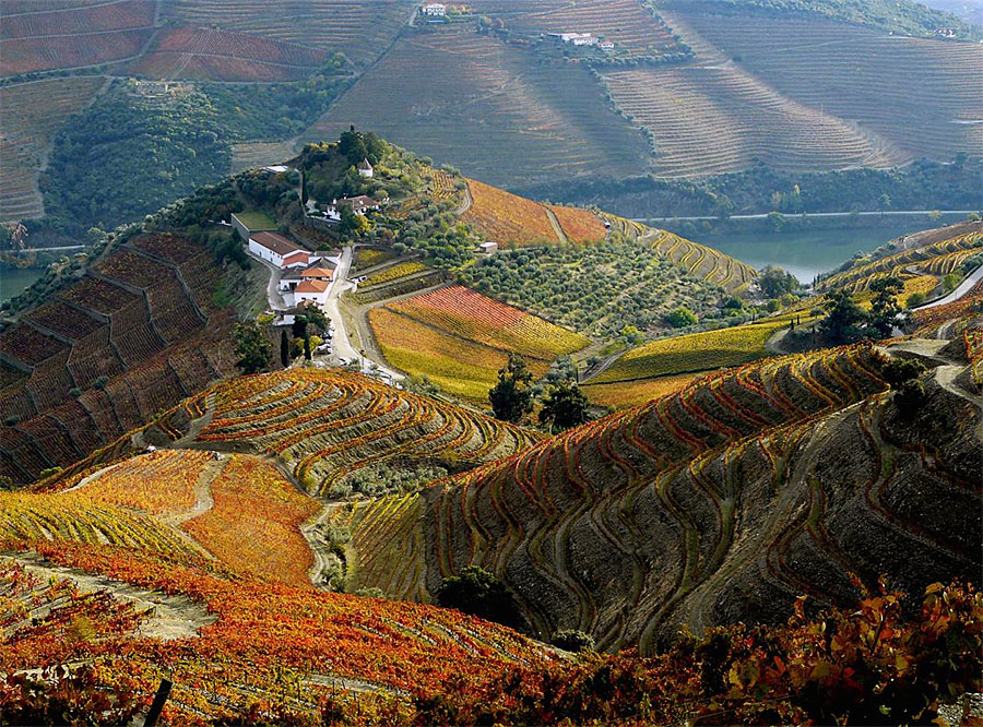 Douro Harvest Season