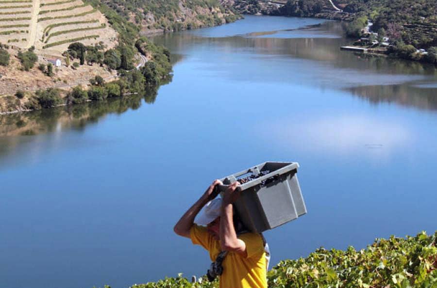 Harvest in Douro: Grape Carrying