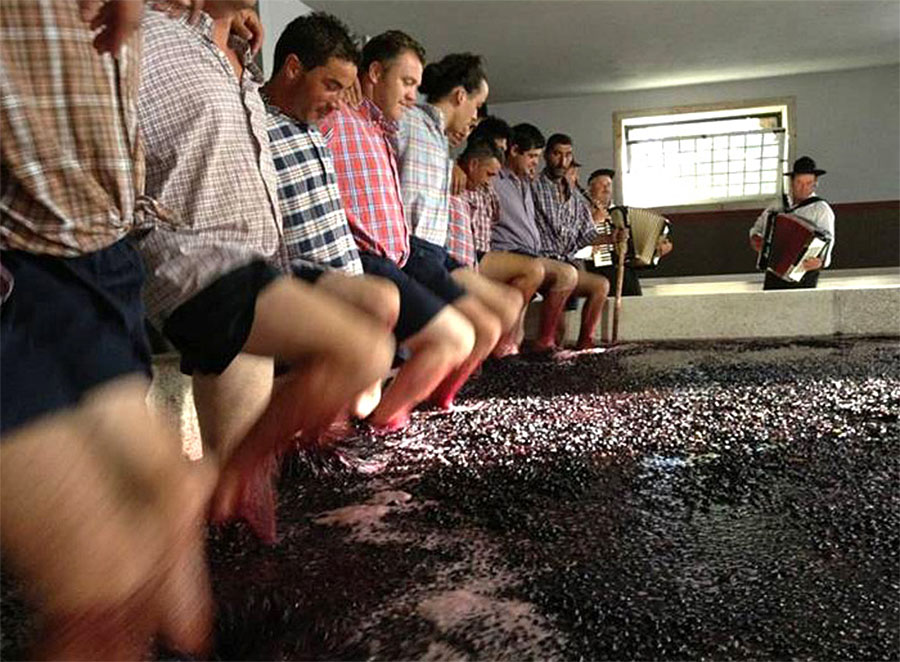 Douro Harvest: Grape Stomping