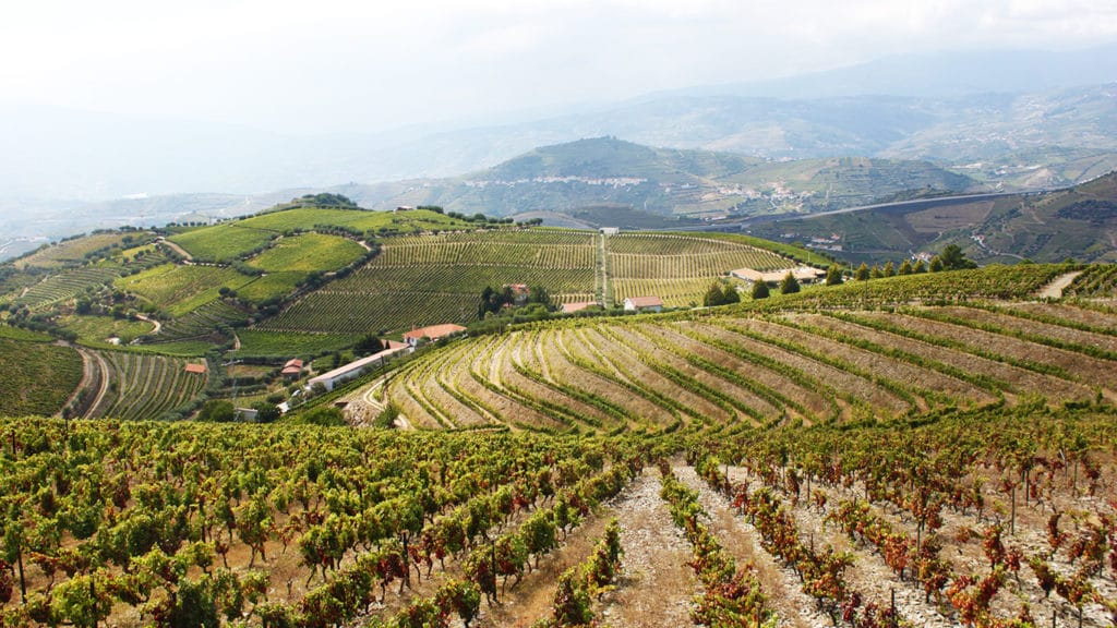 wine harvest experience in Douro