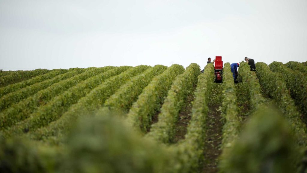 wine harvest experience in Douro